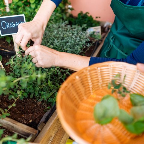 Collection of herbs for pesto (a Storyliving experience with Joynplayce)