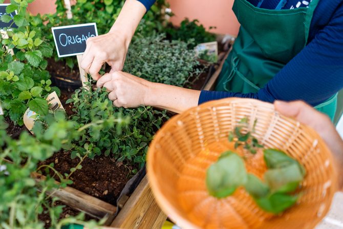 Collection of herbs for pesto (a Storyliving experience with Joynplayce)