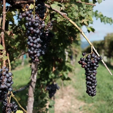 Valpolicella grapes