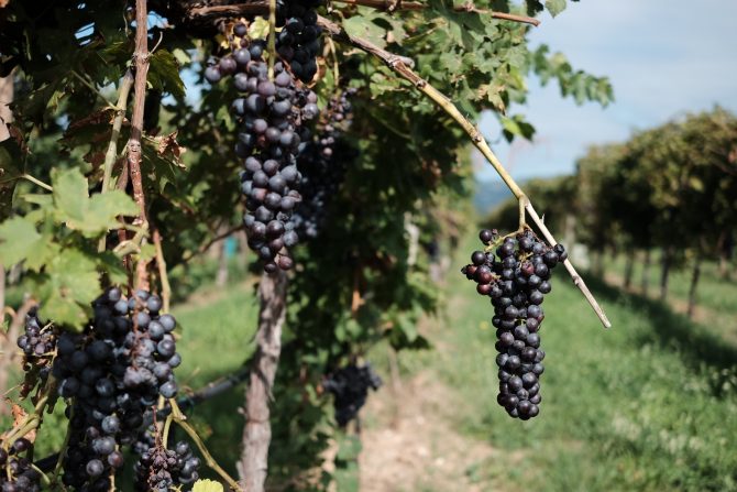 Valpolicella grapes