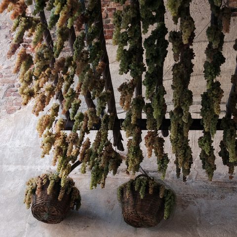 Grapes hanging in Porta Verona of Soave