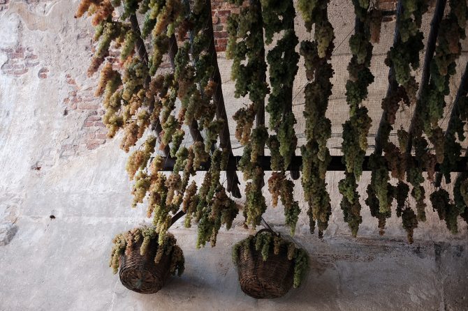 Grapes hanging in Porta Verona of Soave