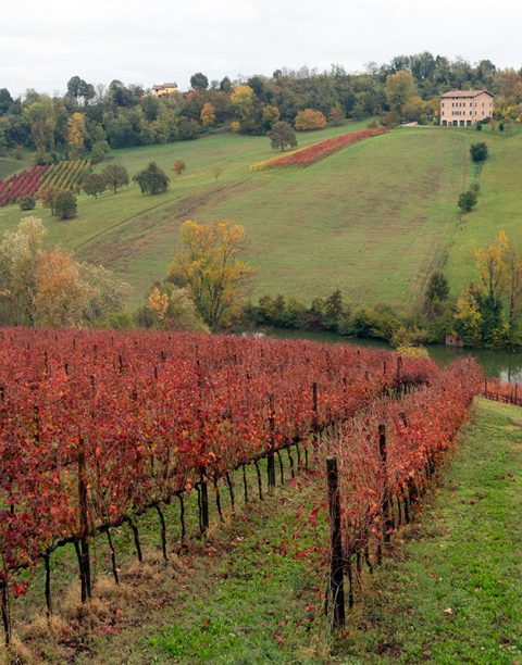 Modena hills and vineyards